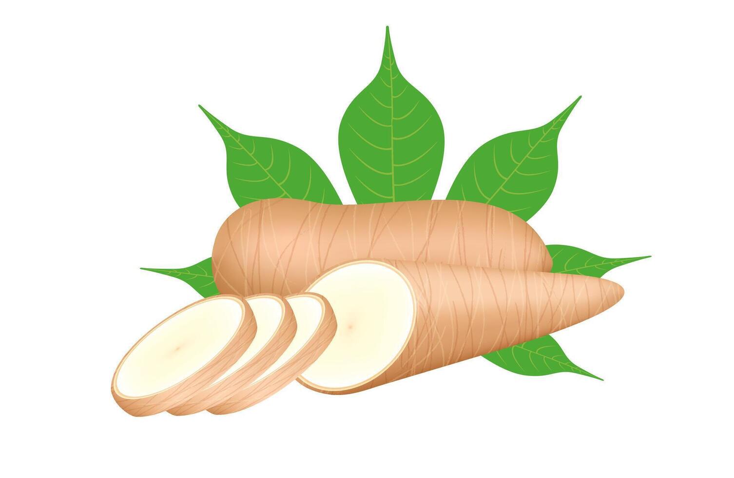 cassava fresh and leaf isolated on a white, raw cassava cut slice for tapioca flour industry or ethanol industry, pile yucca cassava tuber, raw manioc cassava nature vector
