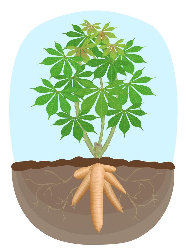 cassava tree plant, tapioca underground root, cassava rhizomes isolated on white background, manioc cassava roots underground plants, cassava plantation, tapioca for a flour industry vector