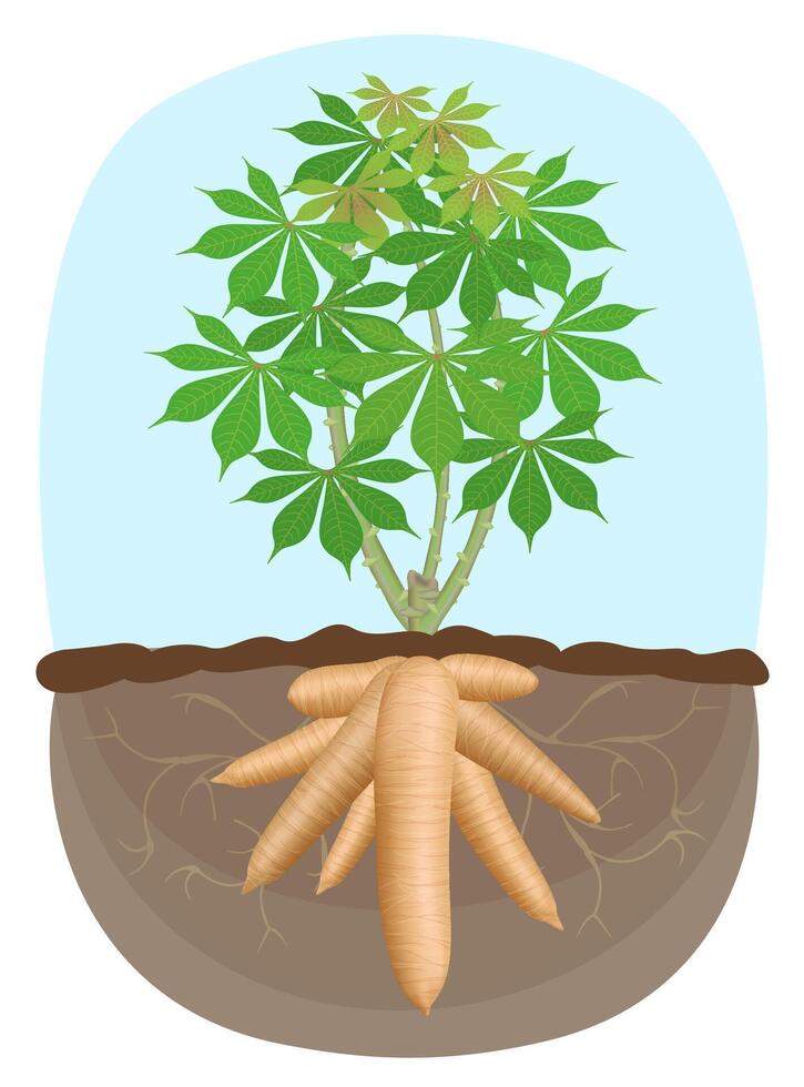 cassava tree plant, tapioca underground root, cassava rhizomes isolated on white background, manioc cassava roots underground plants, cassava plantation, tapioca for flour industry vector