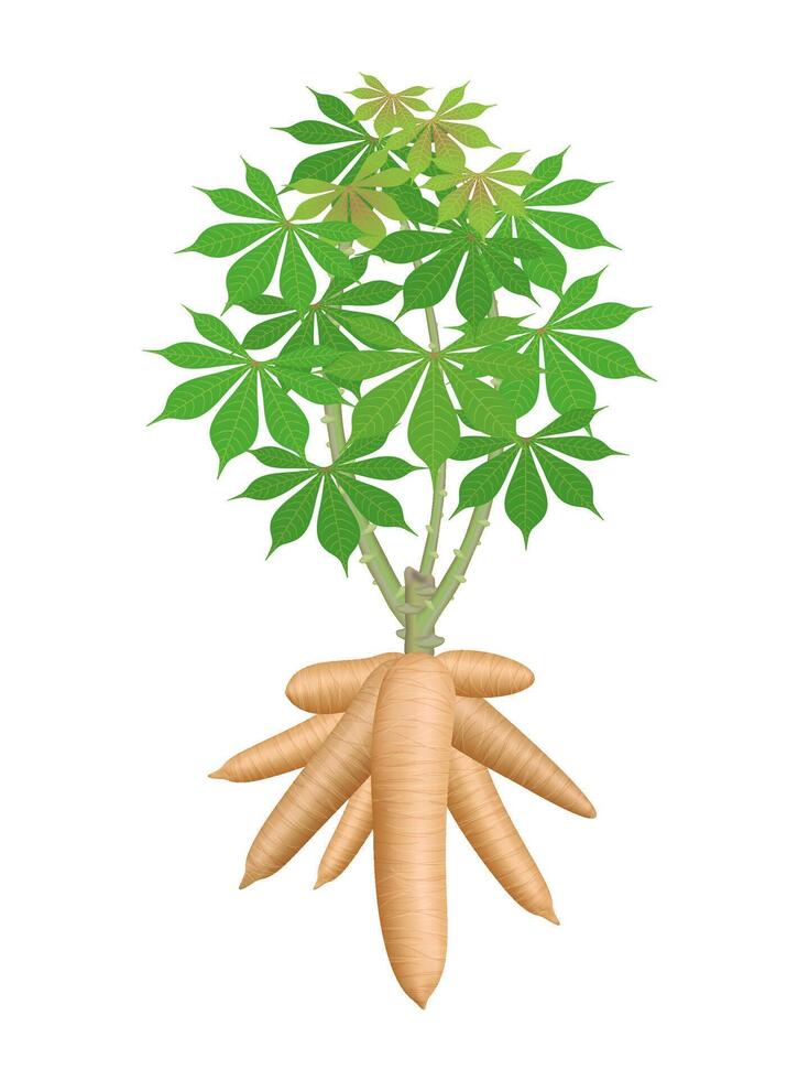 cassava tree plant, big cassava rhizomes isolated on white background, manioc cassava roots underground plants, cassava plantation, tapioca for flour industry or ethanol industry, tapioca plant nature vector