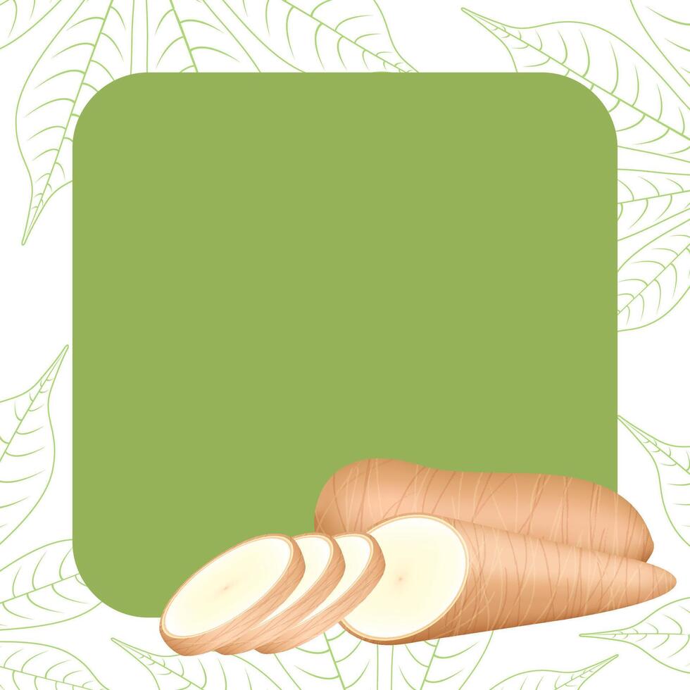 banner frame of cassava fresh for copy space, cassava cut slice for tapioca flour industry or ethanol, pile yucca cassava tuber on frame, raw manioc cassava on template banner green vector