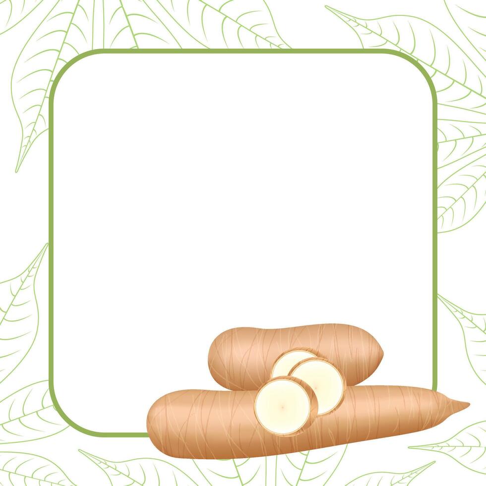 banner frame of cassava fresh for copy space, cassava cut slice for tapioca flour industry or ethanol, pile yucca cassava tuber on a banner frame vector