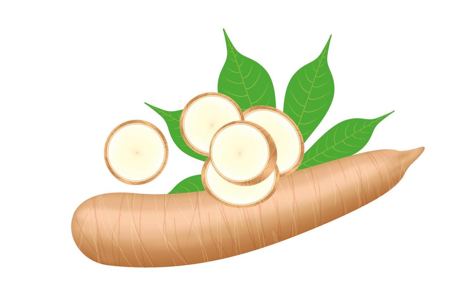 cassava fresh and leaf isolated on white background, raw cassava cut slice for tapioca flour industry or ethanol industry, pile yucca cassava tuber, raw manioc cassava nature vector