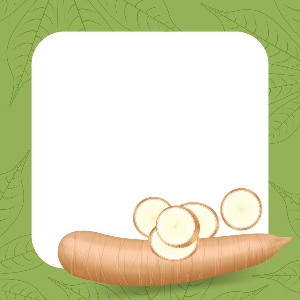 banner frame of cassava fresh, copy space, cassava cut slice for tapioca flour industry or ethanol, pile yucca cassava tuber on frame, raw manioc cassava on a template banner vector