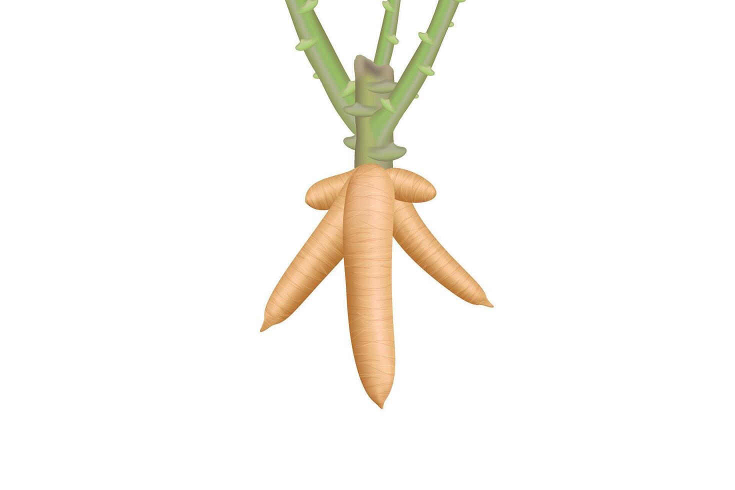 cassava, cassava rhizomes isolated on white background, manioc cassava roots underground plants, illustration cassava plantation, tapioca for flour industry, ethanol industry vector
