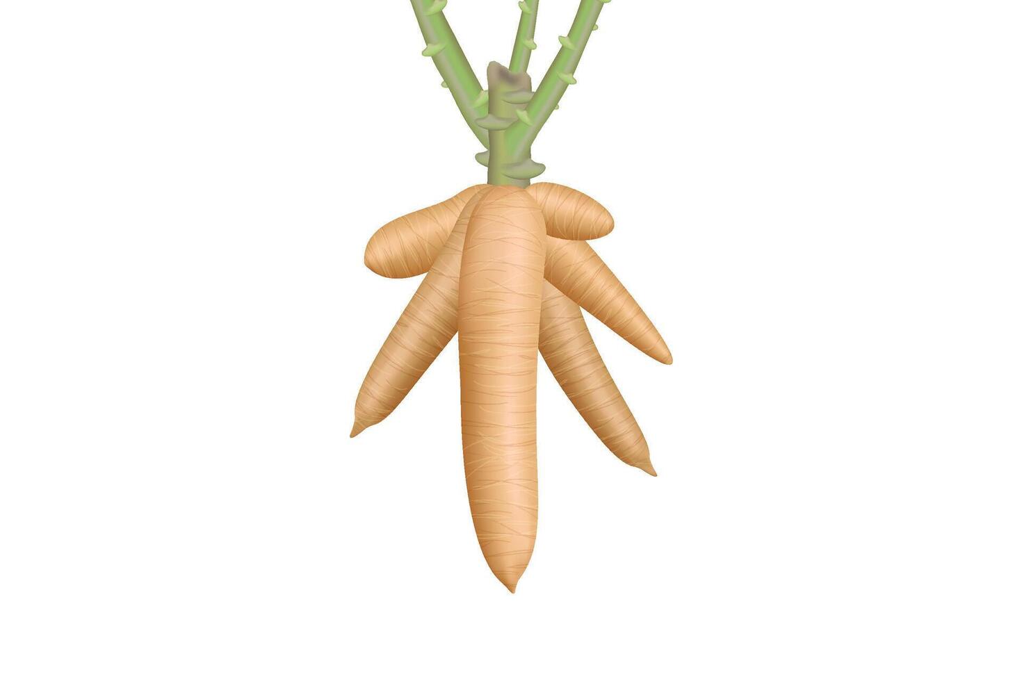 cassava, cassava rhizomes isolated on white background, manioc cassava roots underground plants, illustration cassava plantation, tapioca for flour industry or ethanol industry vector