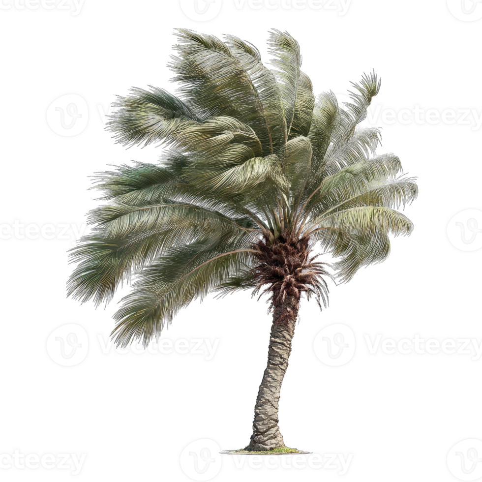 Isolated palm tree image for graphic design and tropical landscape projects high resolution png
