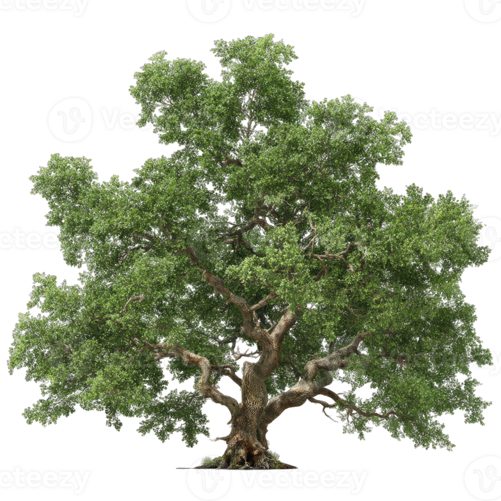 Isolated oak tree image for graphic design projects and nature illustration needs usage png
