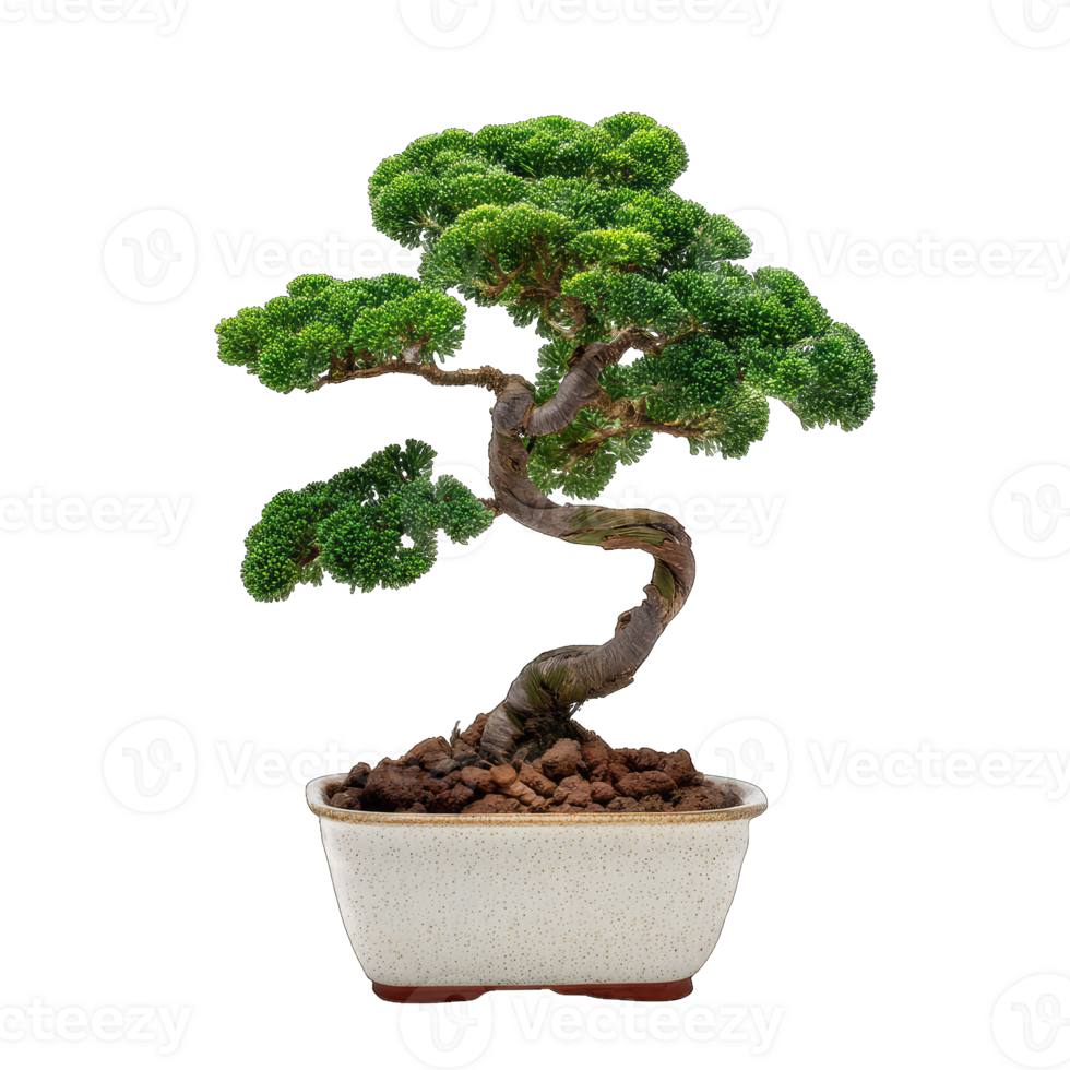 Isolated japanese bonsai tree image for zen garden design and asian art illustrations use png