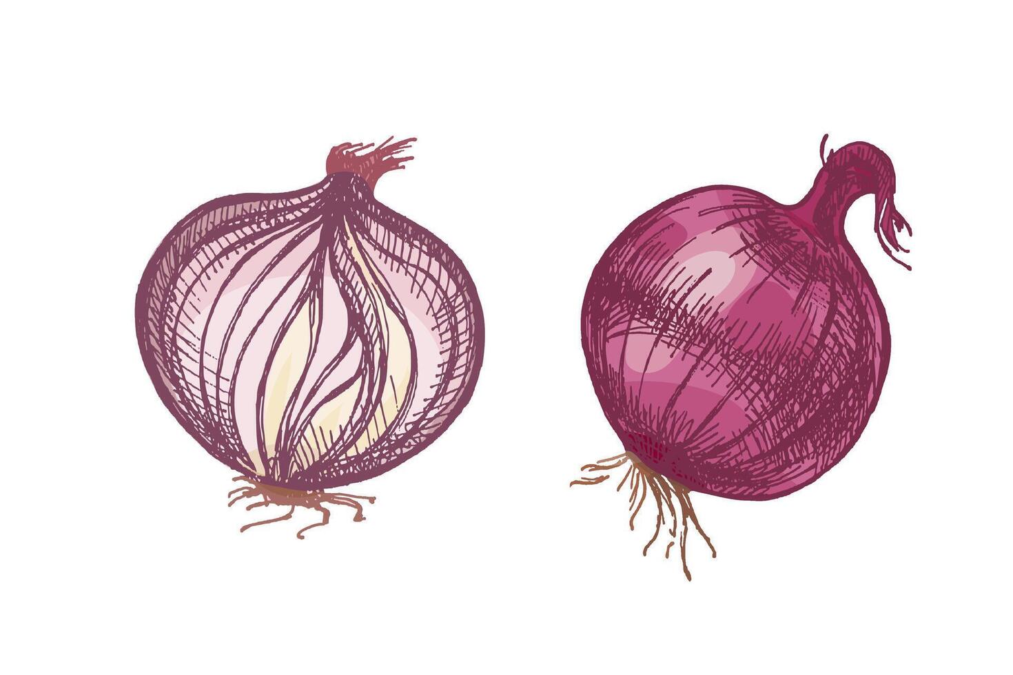 Hand drawn vintage colored sketch of whole and cut onion bulb in engraving style, isolated illustration vector