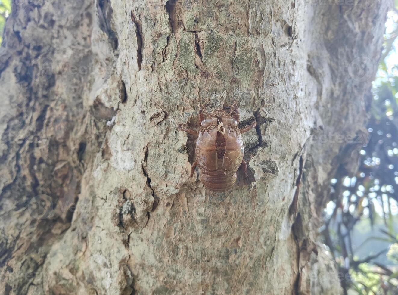 Photo of dead beetle fossil on tree