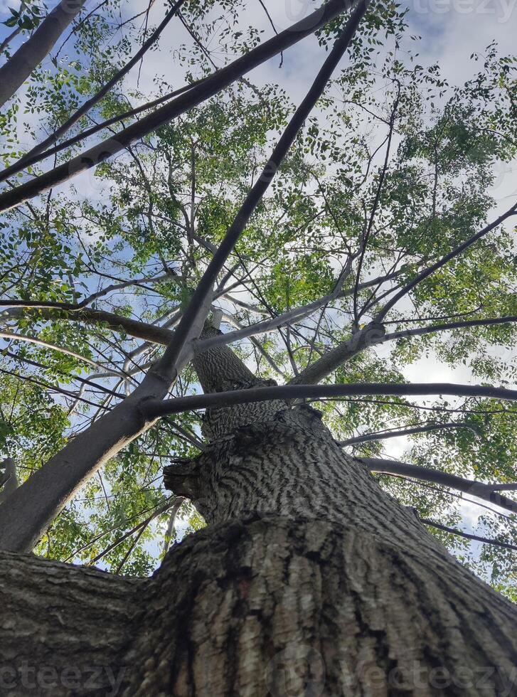 Photo of a mahogany tree with a shooting style from below and looks est