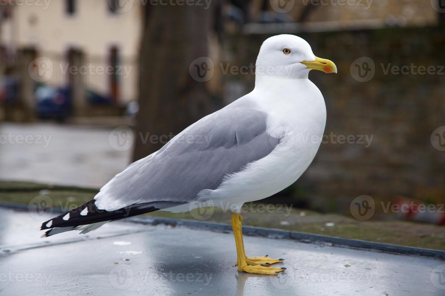 Seagull standing seen up close photo