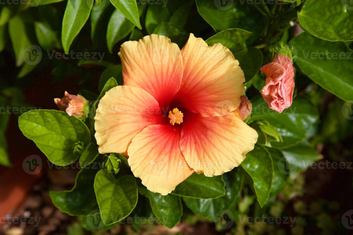 Hibiscus rosa sinensin in bloom seen up close photo