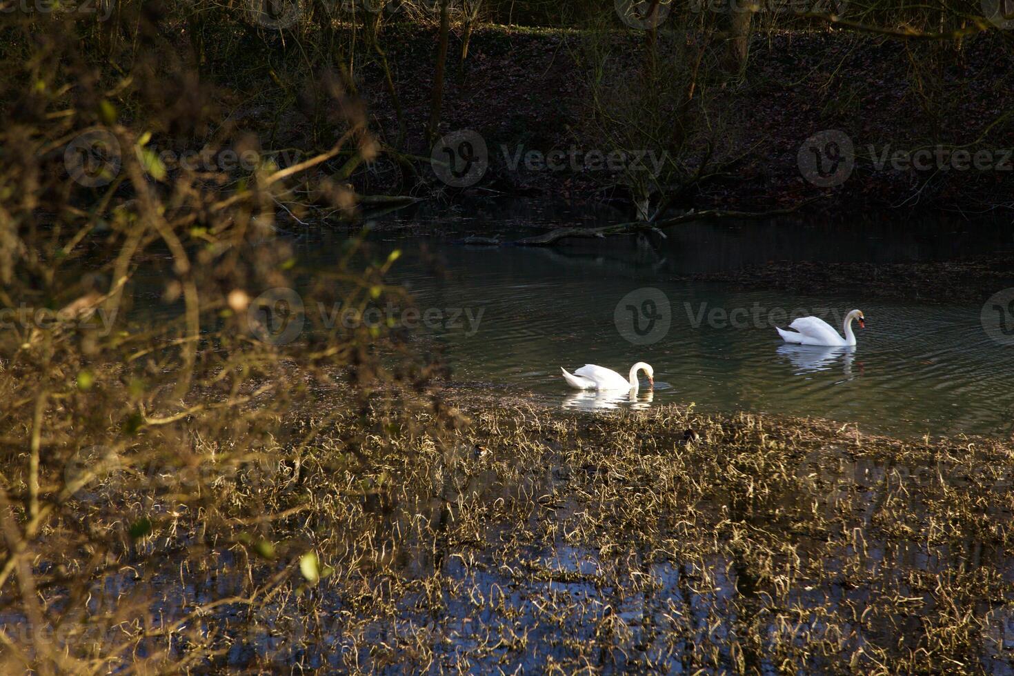 Swans in a pond at sunset photo