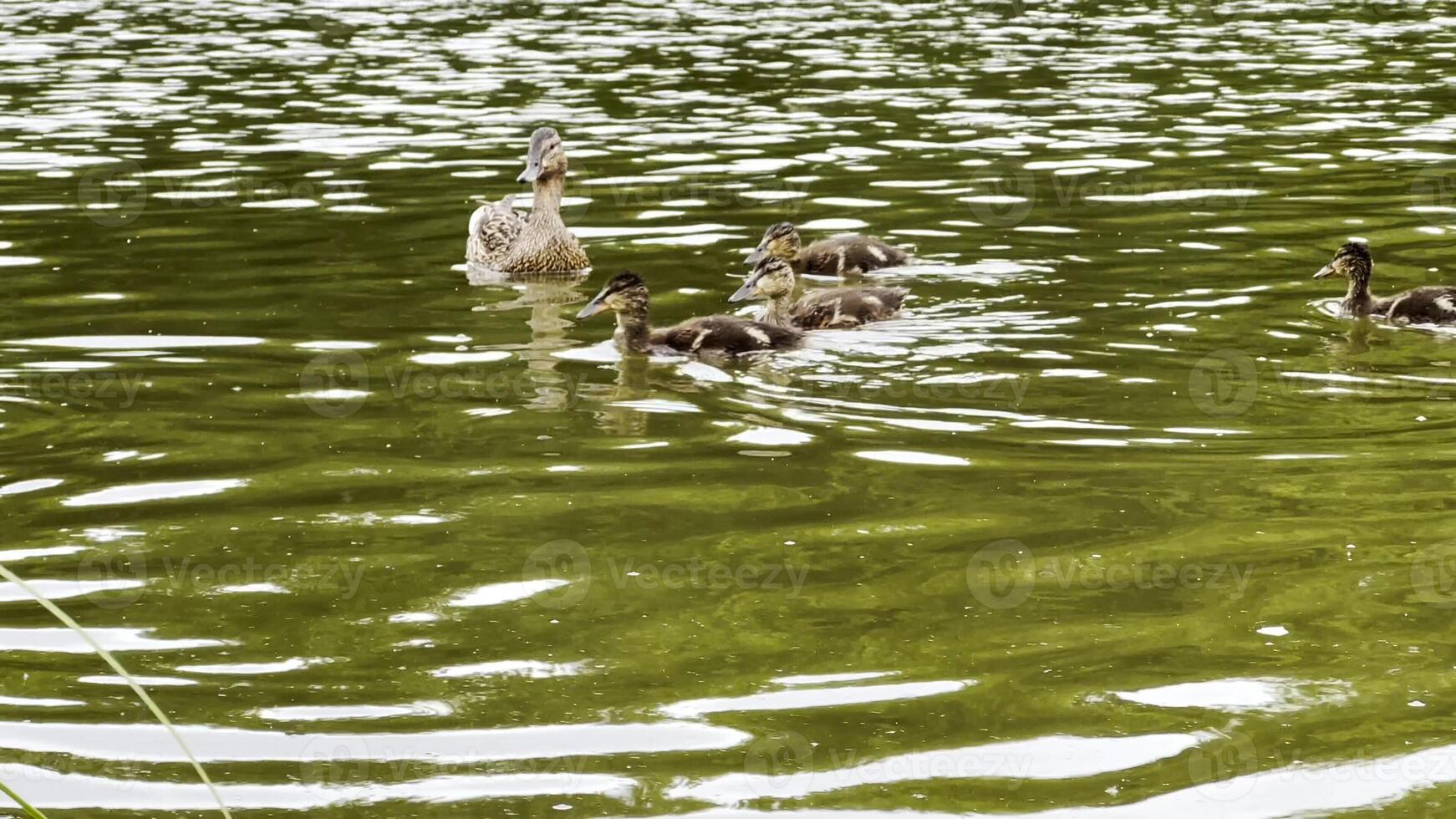 Mallard with ducklings floating in lake at summer day. Mother duck with brood swimming at pond. Birds family in the nature habitat. Concept of animal wildlife. Close up Slow mo photo