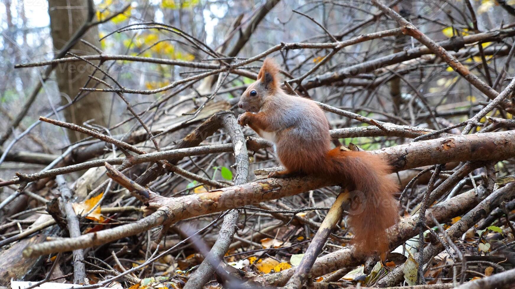 Wild fluffy squirrel sitting at wooden branch gnawing nuts at forest. Cute brown rodent eating found walnuts at autumn park. Pretty small sciurus chewing food outdoor. Concept of wildlife photo