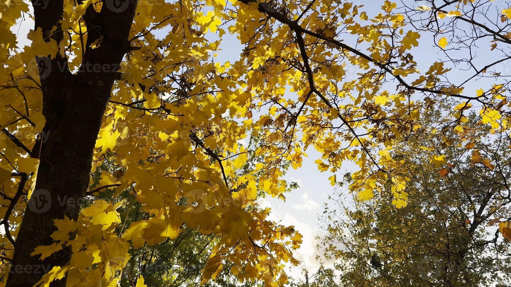 Golden maple leaves on tree branches gently swaying in wind with sunlight at background. Lush autumn yellow foliage swinging on breeze at forest. Beautiful colorful fall season. Close up photo