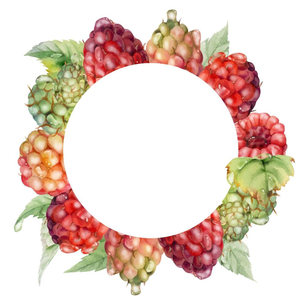 Raspberry berries leaves wreath in water splash, dew drops hand drawn in watercolor. Ripe garden dewberry cloudberry mulberry loganberry. Isolated circle frame. Fresh grocery drinks, preserves recipes vector