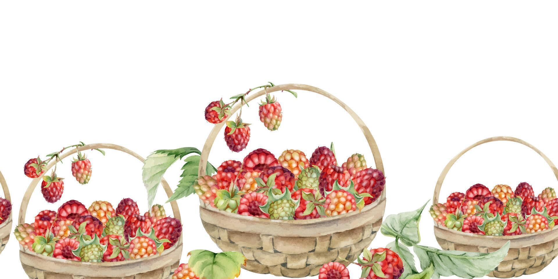 Raspberry with leaves in weaved basket, hand drawn in watercolor, scattered ripe picked forest garden berry harvest. Isolated seamless banner. Dessert menu, cookbook, craft farmers market, gardening vector