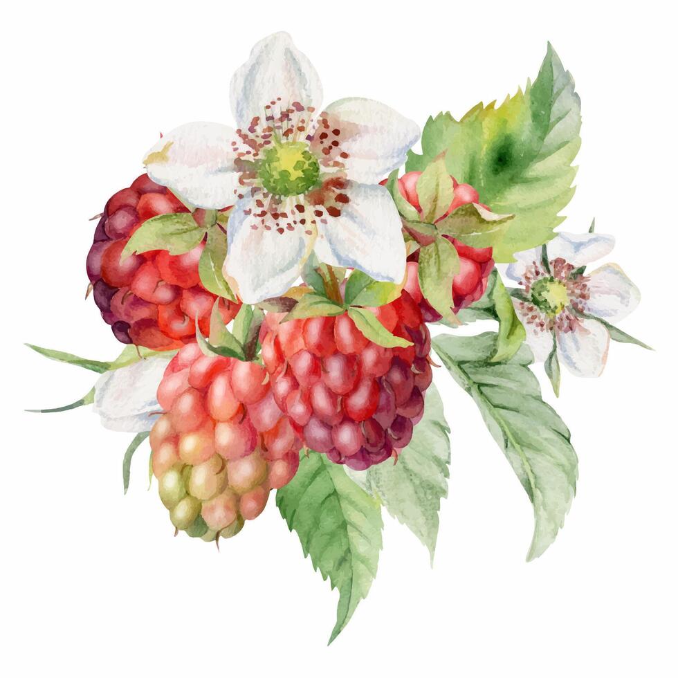 Raspberry flower buds, leaves, asymmetrical ripe forest garden berries bunch cluster group, hand drawn in watercolor. Isolated botanical illustration for dessert menu, wedding, farmers market grocery vector