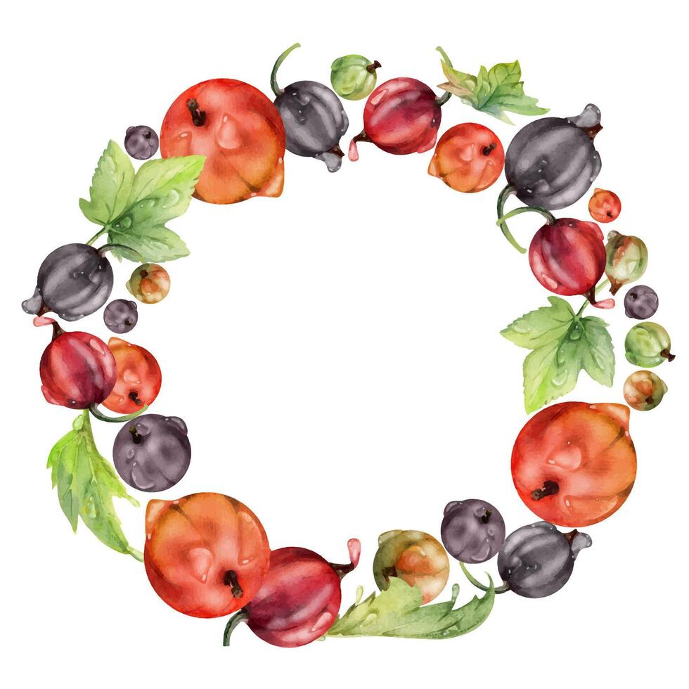 Currant gooseberry with leaves in water dew drops, ripe garden berry juneberry casseille jostaberry hand drawn in watercolor. Isolated wreath frame crown. Organic food drink, fresh eco grocery store vector