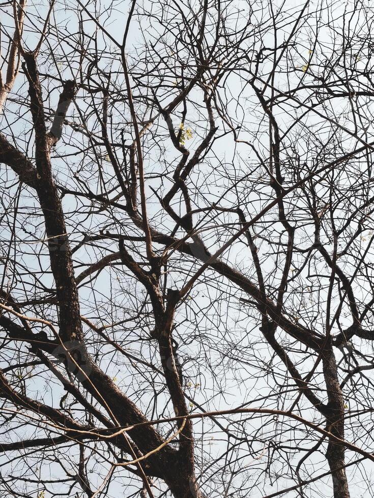 Leafless Tree Branches Silhouetted Against a Clear Sky in a Minimalist Nature Scene photo