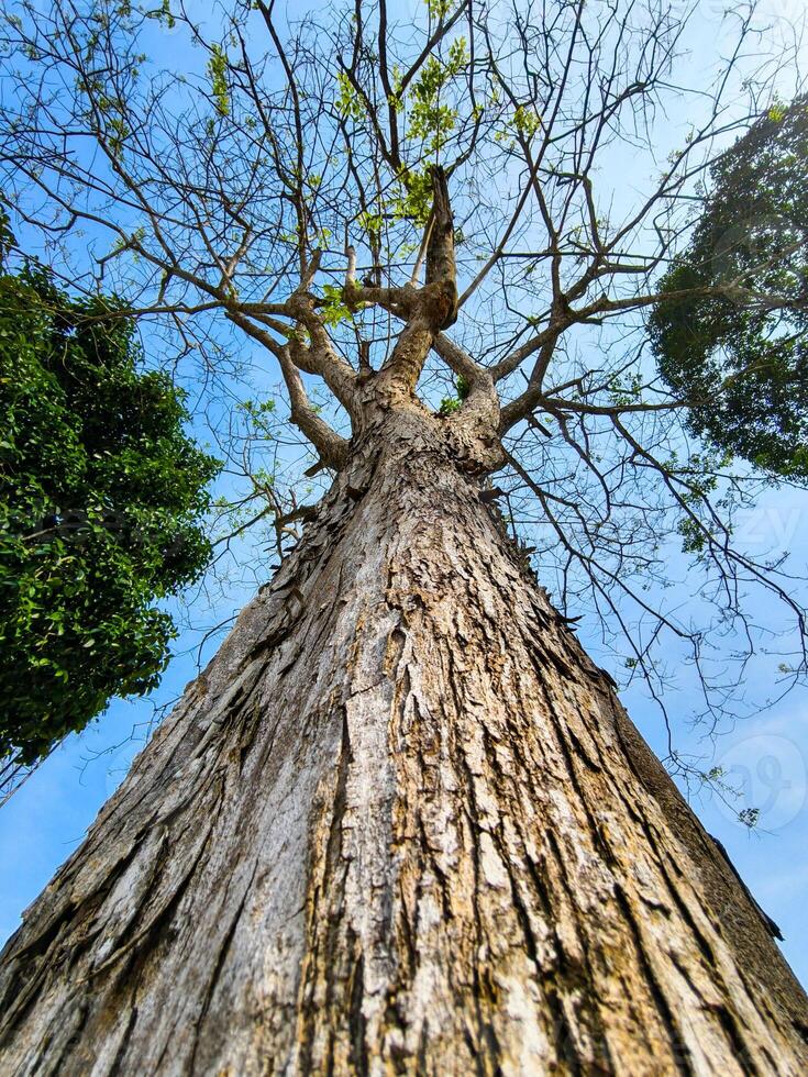 Majestic Tree Reaching Skyward with Vibrant Green Foliage and Clear Blue Sky in a Serene Natural Setting photo