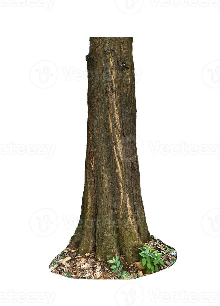 Isolated Tree Trunk with Green Foliage and Bark Texture on White Background for Nature and Environmental Concepts photo
