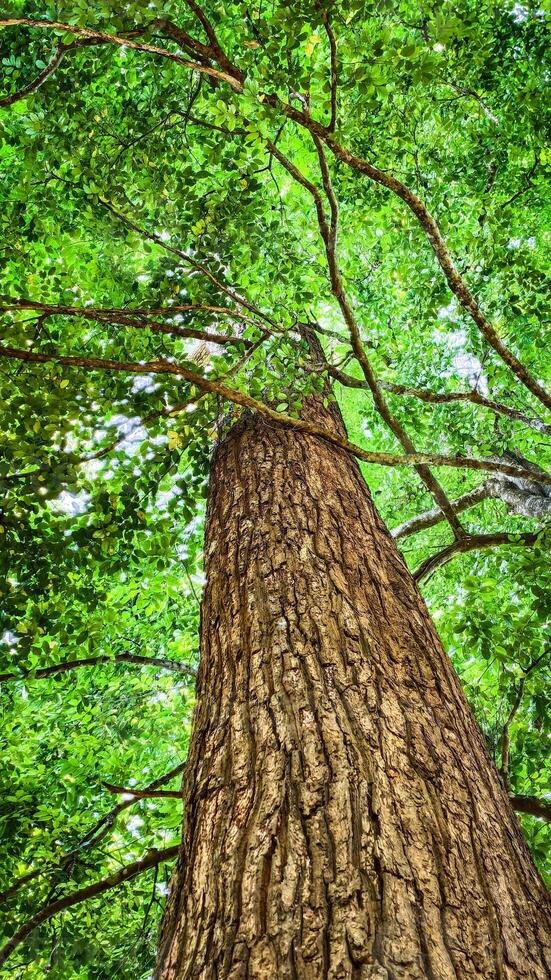 Majestic Tree Trunk and Lush Green Canopy in a Vibrant Forest Captured from a Unique Upward Perspective photo