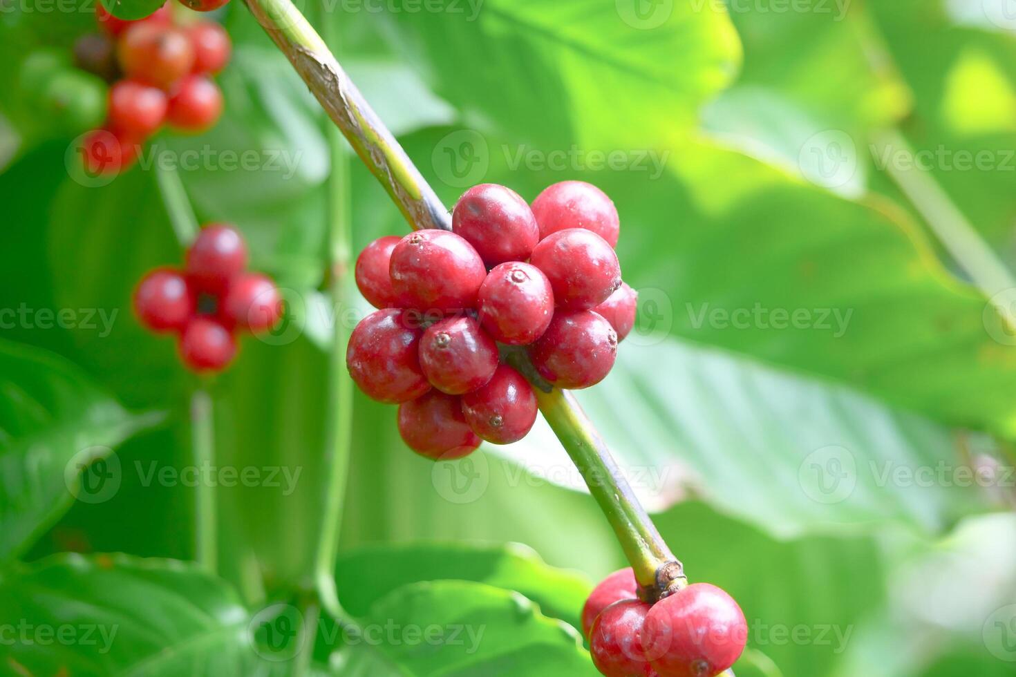 Close-Up of Ripe Red Coffee Cherries on Branch with Lush Green Leaves in Sunlit Plantation Setting photo