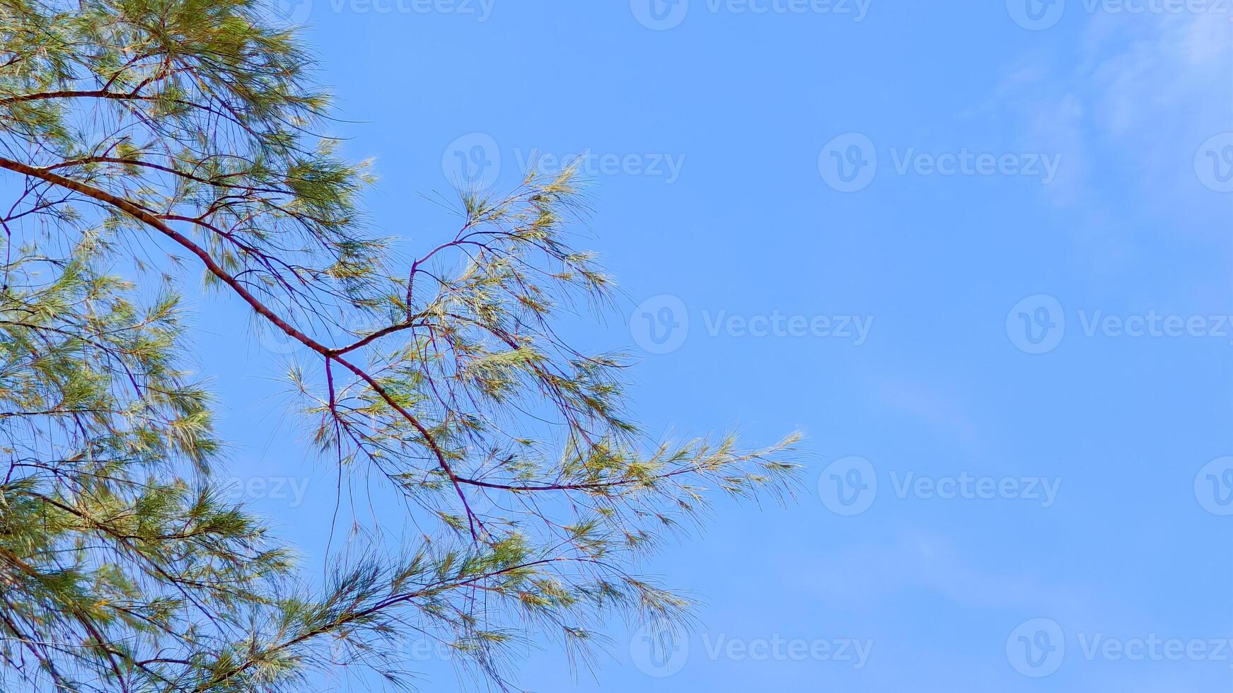 Tranquil Blue Sky with Pine Tree Branches Creating a Serene and Peaceful Natural Background for Relaxation and Mindfulness photo