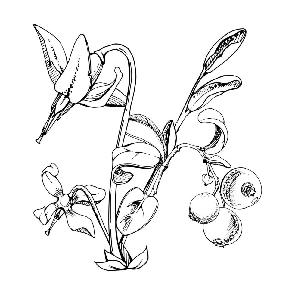 Cranberry lingonberry with pink flowers, hand drawn in ink, ripe swamp forest berry on stems, bearberry teaberry wintergreen. Isolated botanical illustration. Restaurant menu, farmers market vector