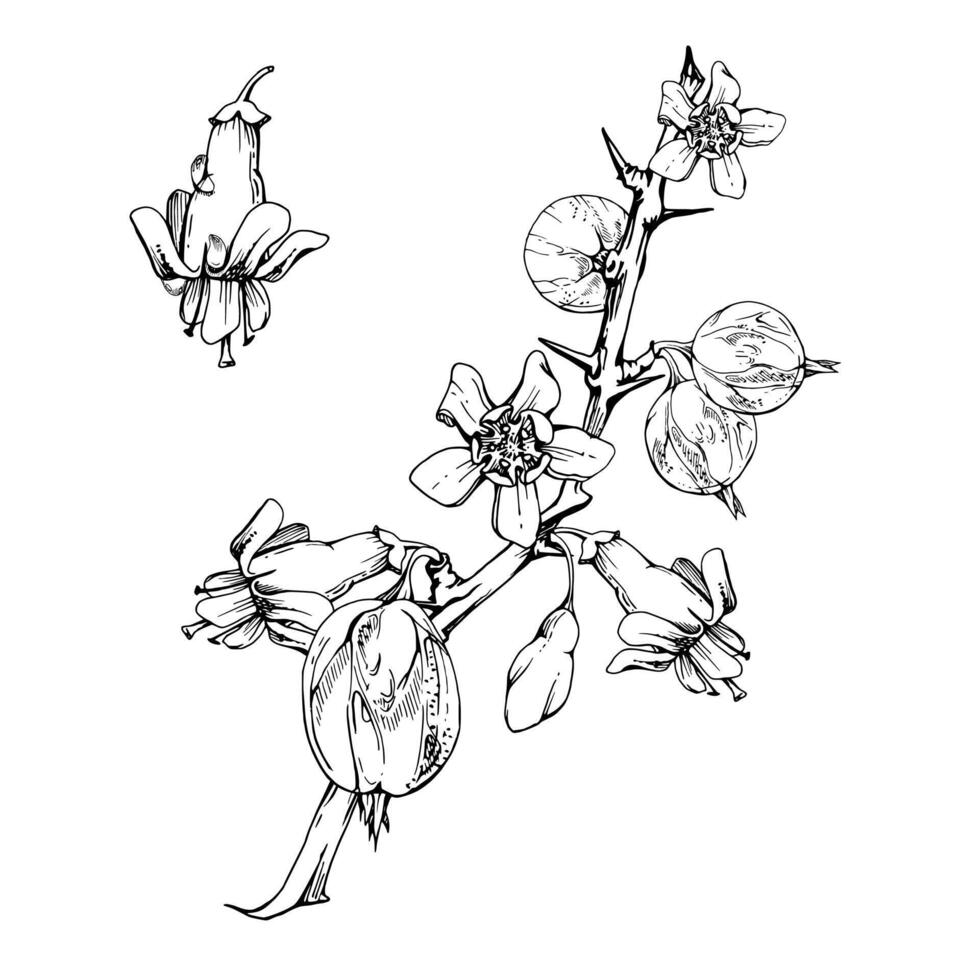 Gooseberry berries with flower buds on thorny branch, ripe garden juneberry casseille currant. Cut out botanical illustration ink hand drawn. Seasonal farmer calendar, home preserves cookbook vector