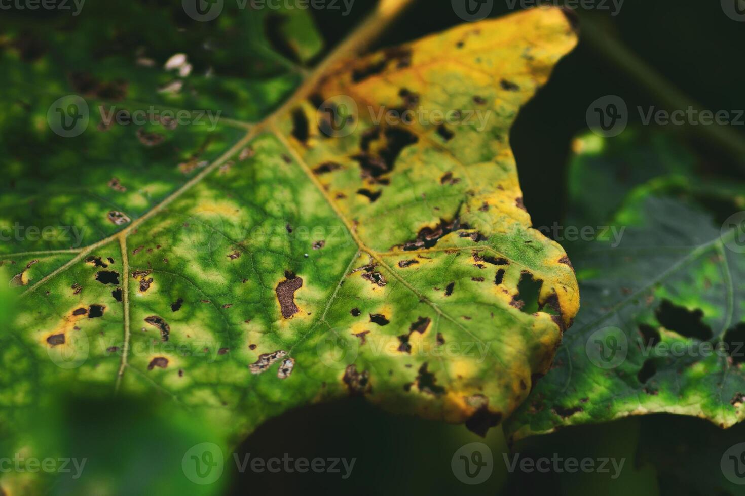 Close-up of Green and Yellow Leaf with Natural Texture and Sunlight Shadows in a Lush Garden Setting photo