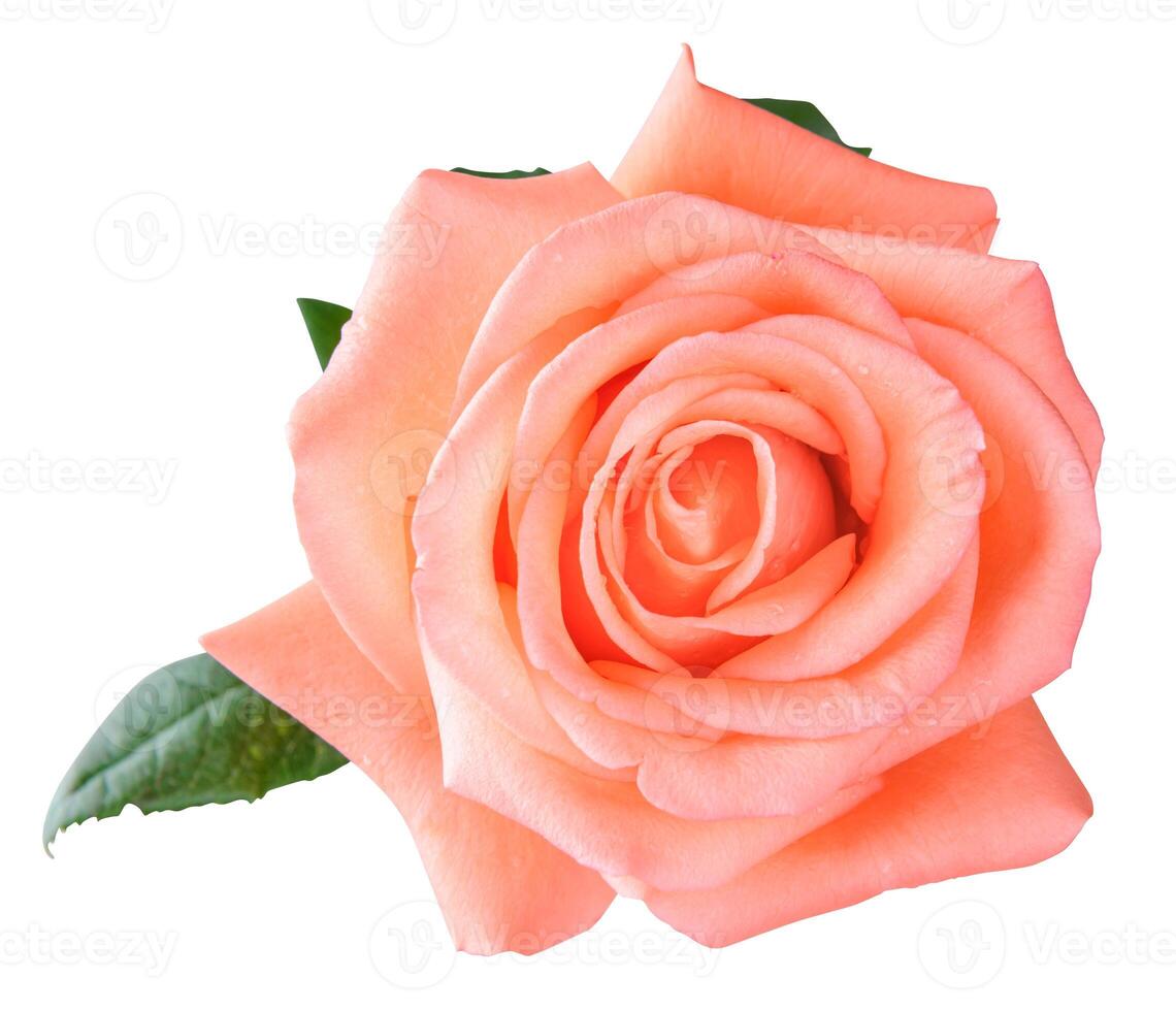 Top view pink rose isolated on white background with clipping path photo