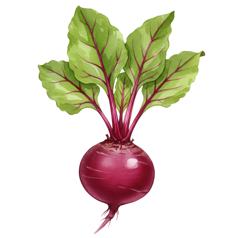 A watercolor depiction of a vibrant beet with green leaves and red stems on a plain setting on transparent background png