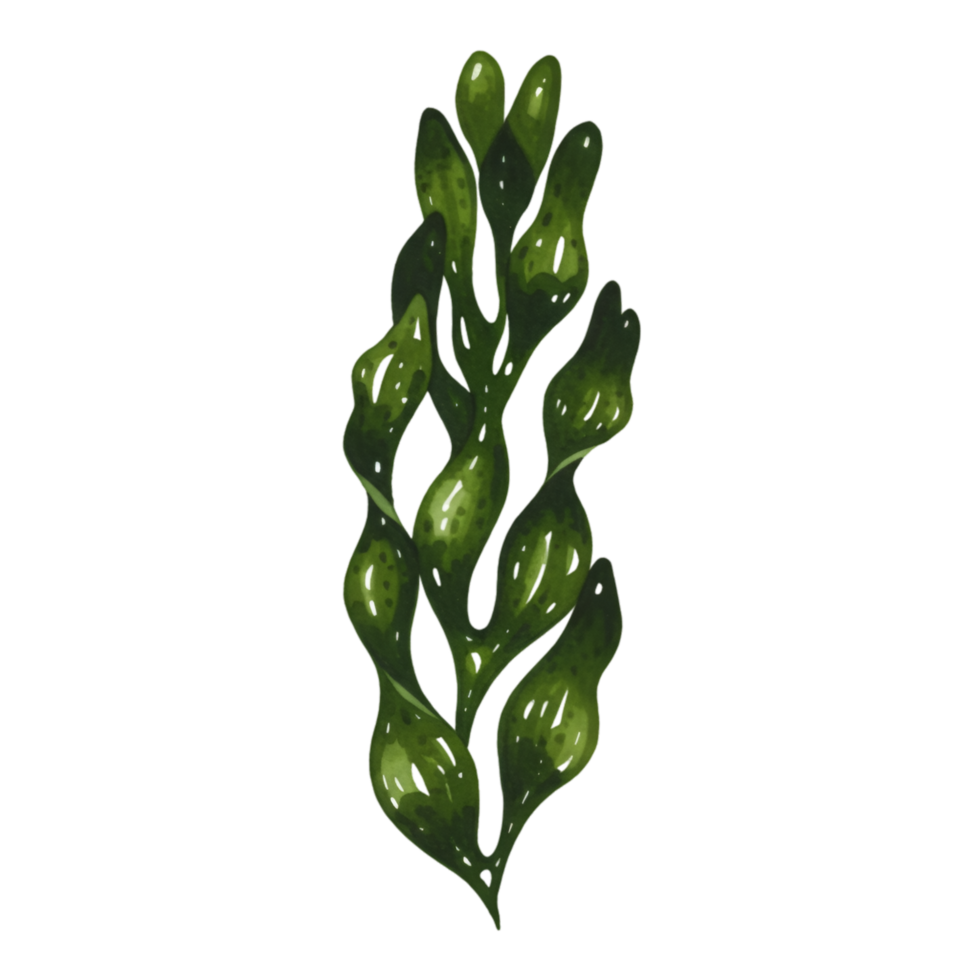 A watercolor single stalk of shiny green seaweed with bulbous leaves against a solid plane background on transparent background png