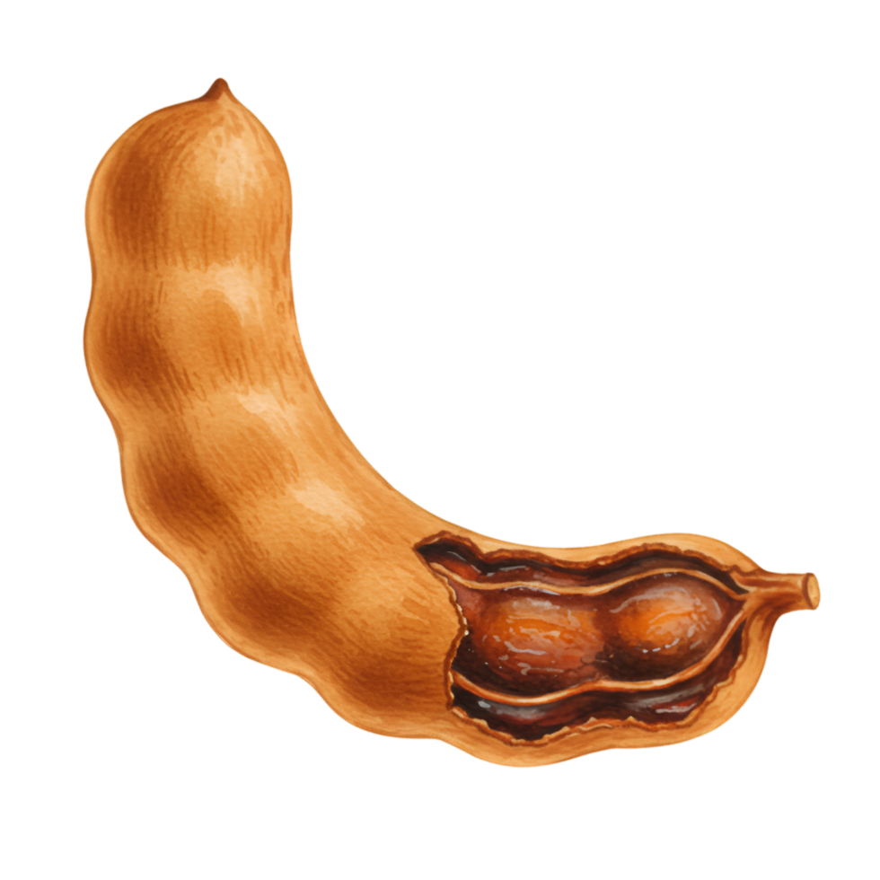 watercolor Close up of a tamarind fruit with part of the shell removed showing the pulp and seeds inside it on transparent background png
