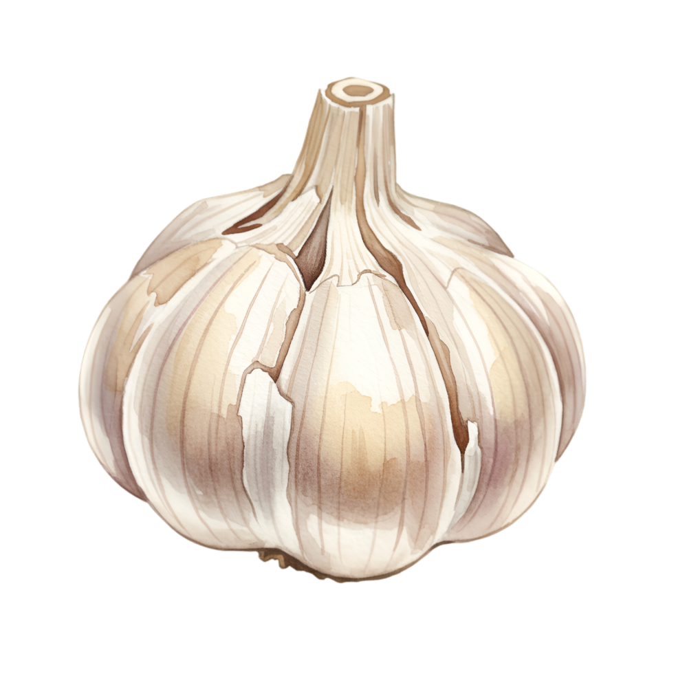 A watercolor single bulb of garlic with white cloves and a stem against a plain presentation space area view shot on transparent background png