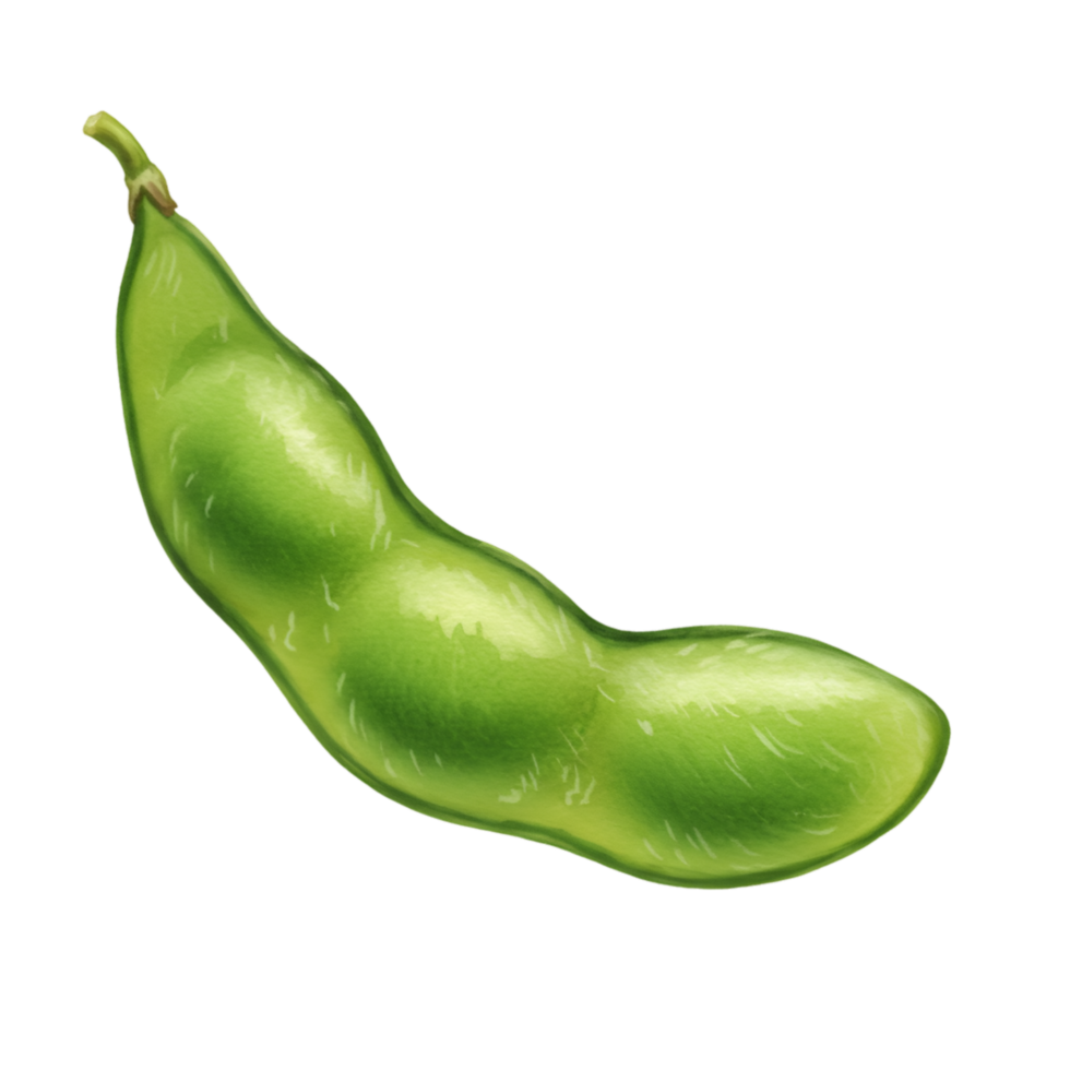 A watercolor single edamame pod with three beans inside against a plain backdrop in a digital rendering style on transparent background png