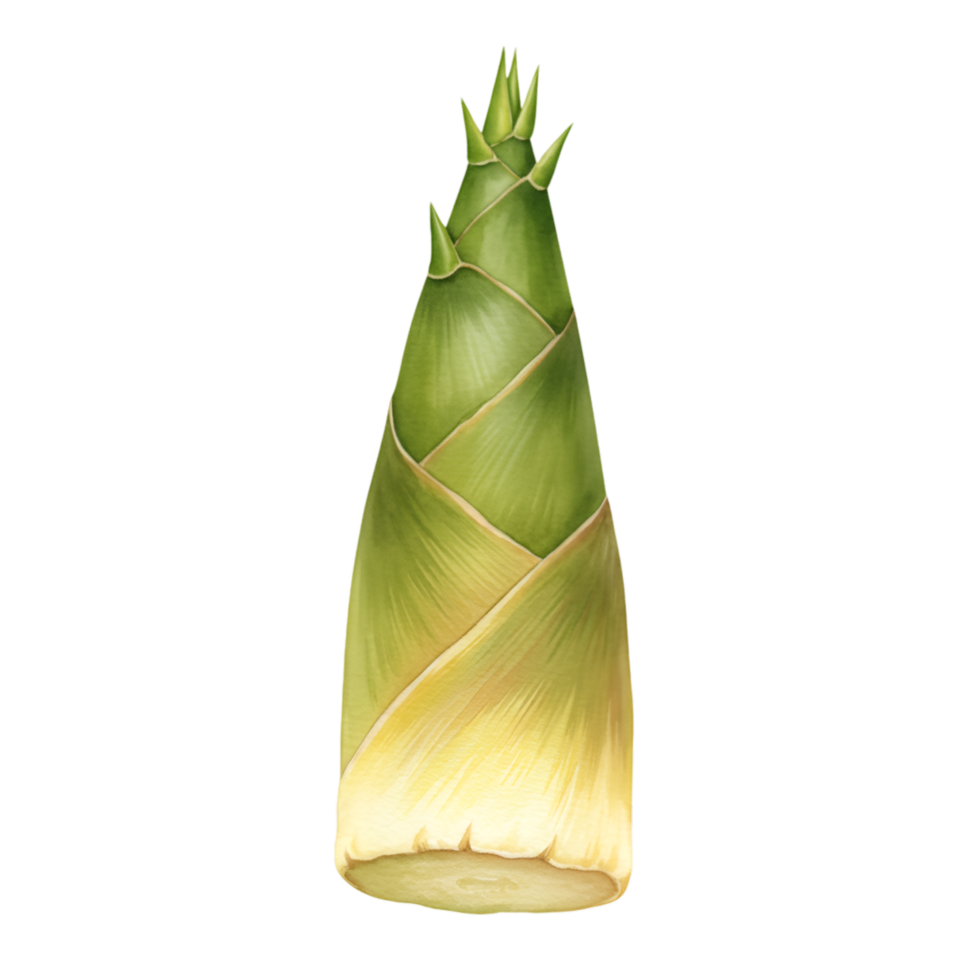 A watercolor single bamboo shoot with layers of leaves and a pointed top on a plain surrounding area on transparent background png