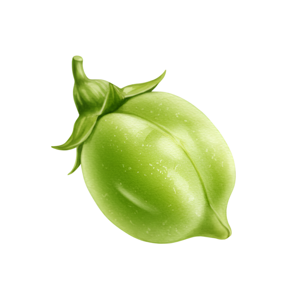 A watercolor single unripe chickpea pod with leaves and stem isolated on a plain solid color backdrop on transparent background png