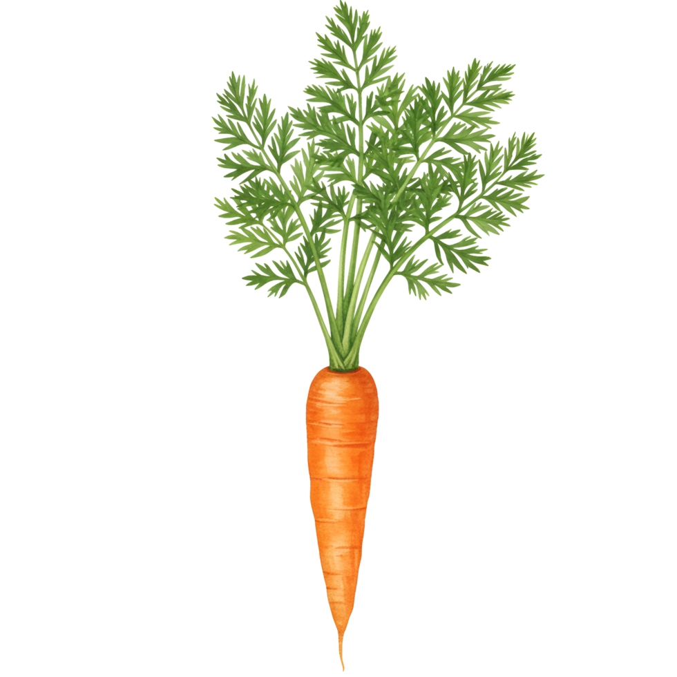 A watercolor single orange carrot with green leaves standing upright on a plain transparent area view image shot on transparent background png