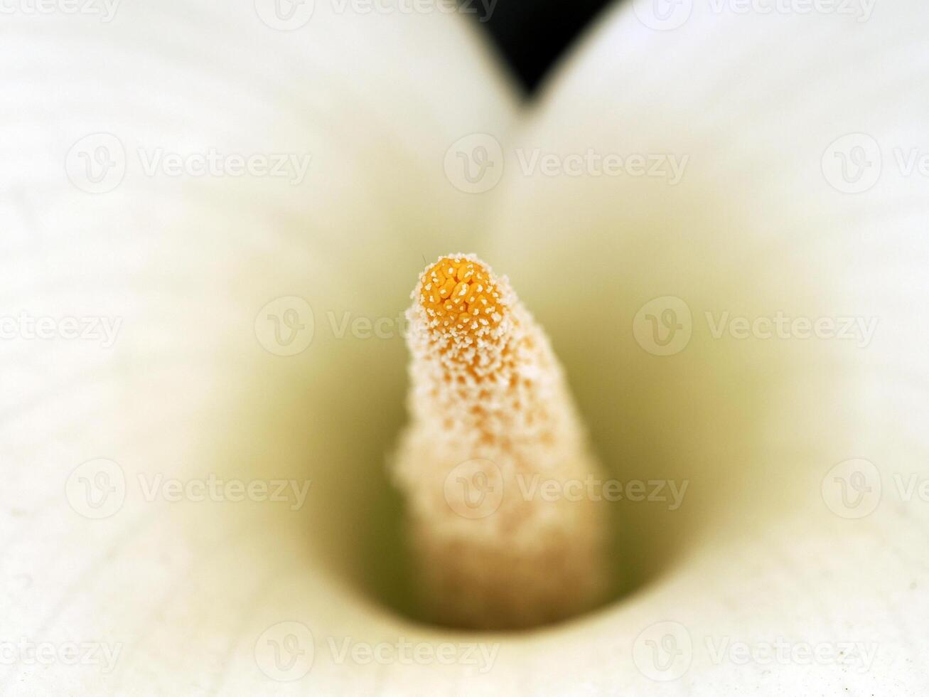 white calla lily detail close up photo