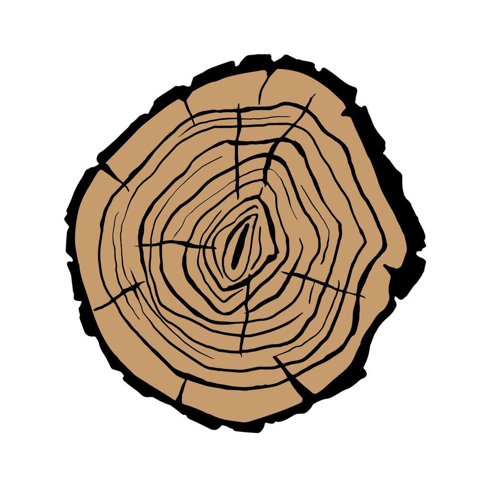 Cross section of a tree trunk. Tree rings. illustration. vector