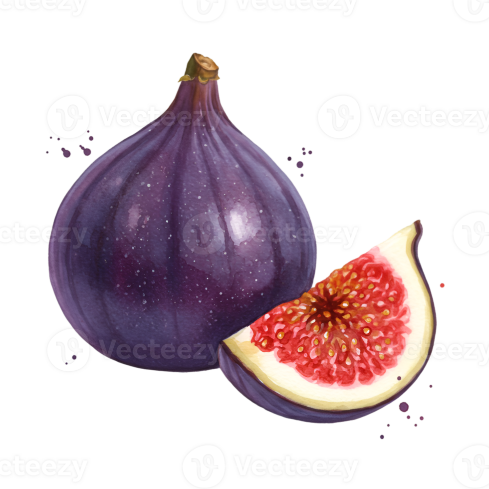 A single whole fig and a slice of fig showing the red interior on a plain color isolation background on transparent background png
