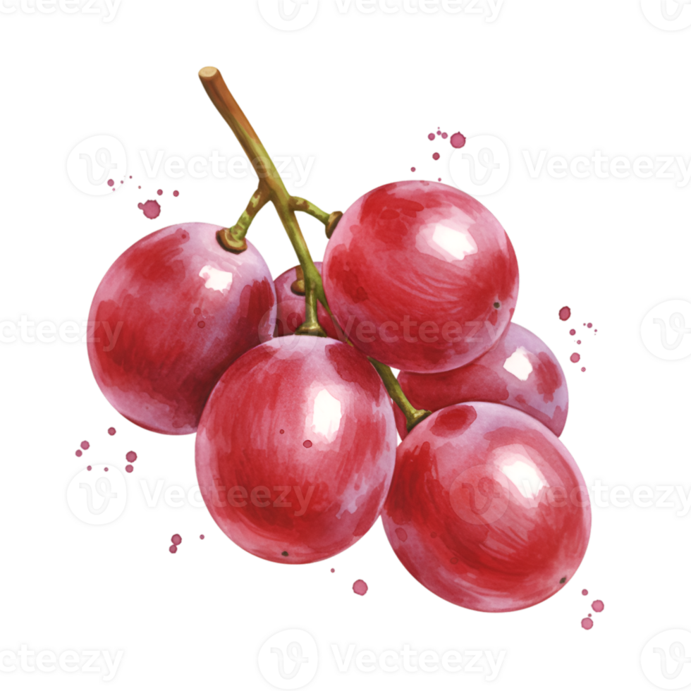 A watercolor style image of a bunch of red grapes hanging from a stem on a transparent area on transparent background png