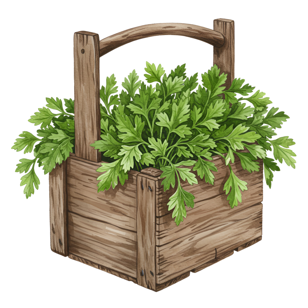 A watercolor wooden crate filled with fresh green parsley sitting against a plain transparent canvas view of herbs on transparent background png