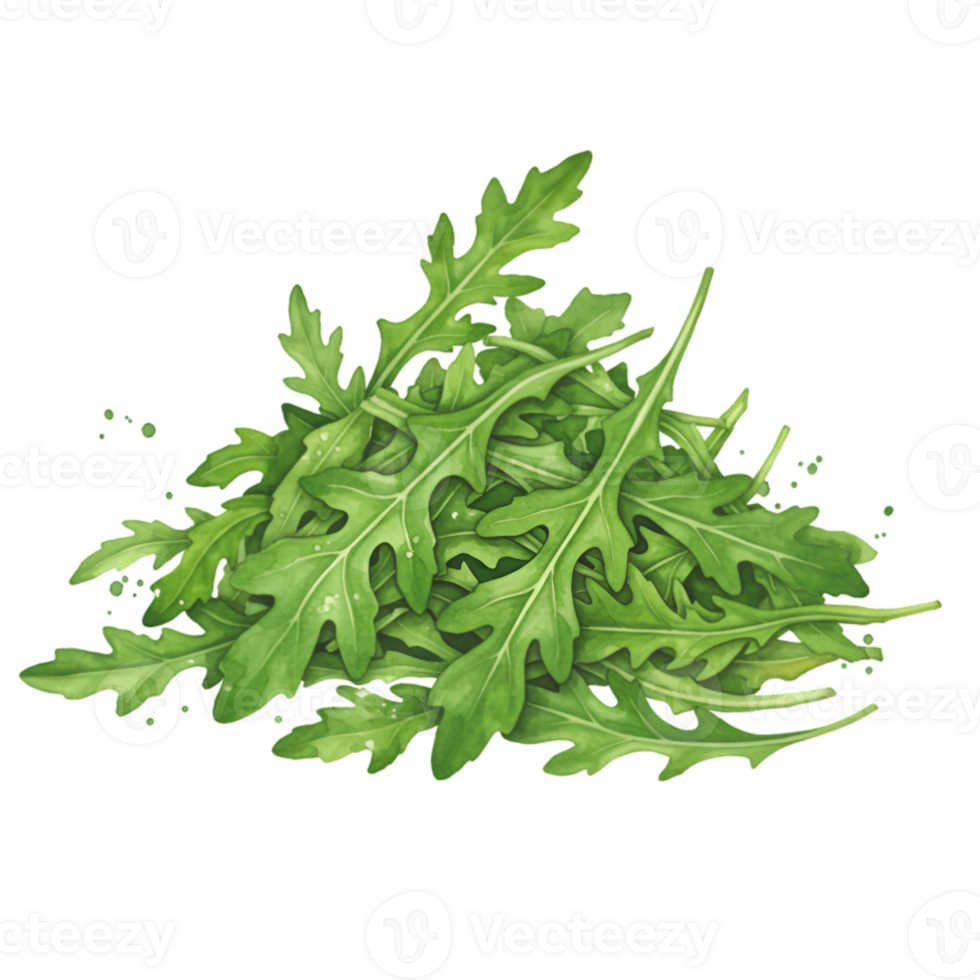 A pile of fresh arugula leaves with jagged edges stacked together on a plain color field surface on transparent background png